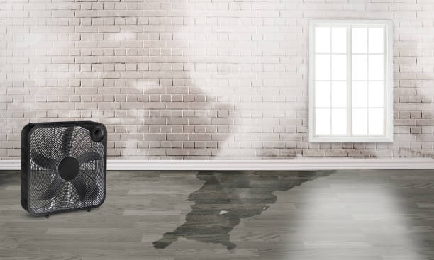 Best Local water damage restoration  in Rio Vista, CA
